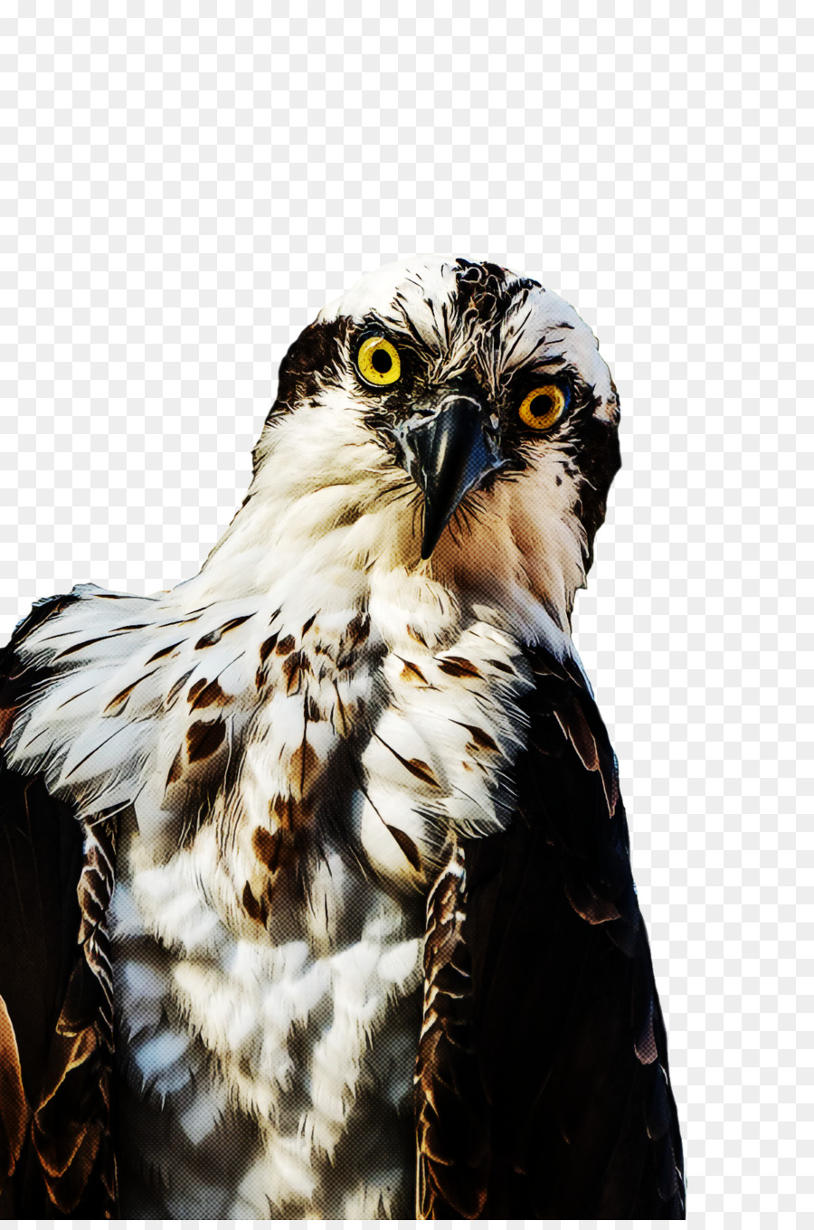 Falcão，Aves PNG