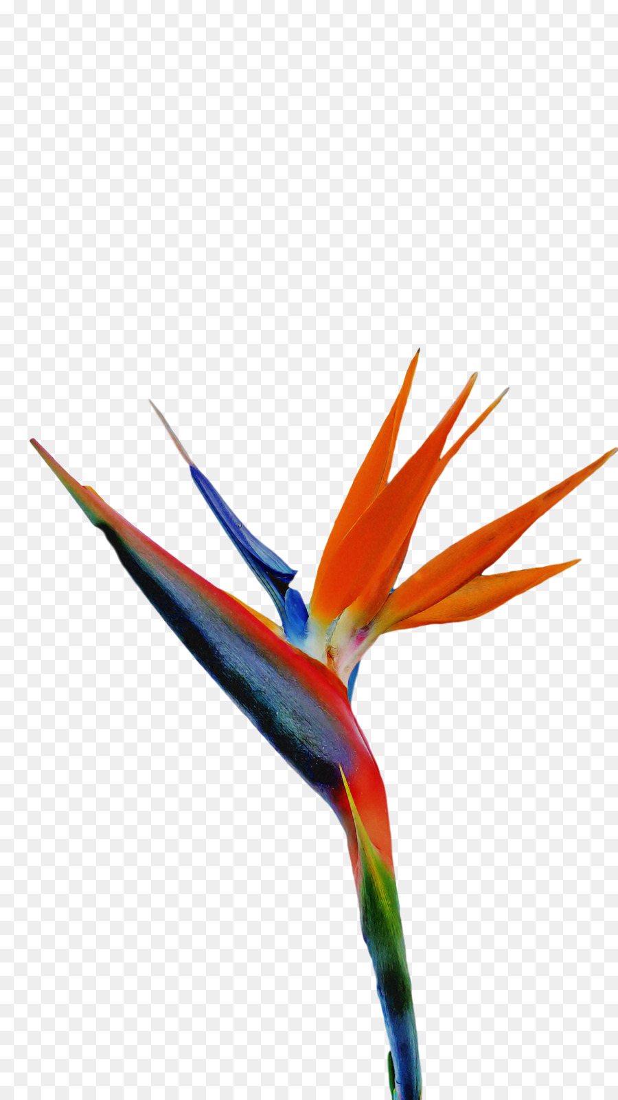 Aves，Bico PNG