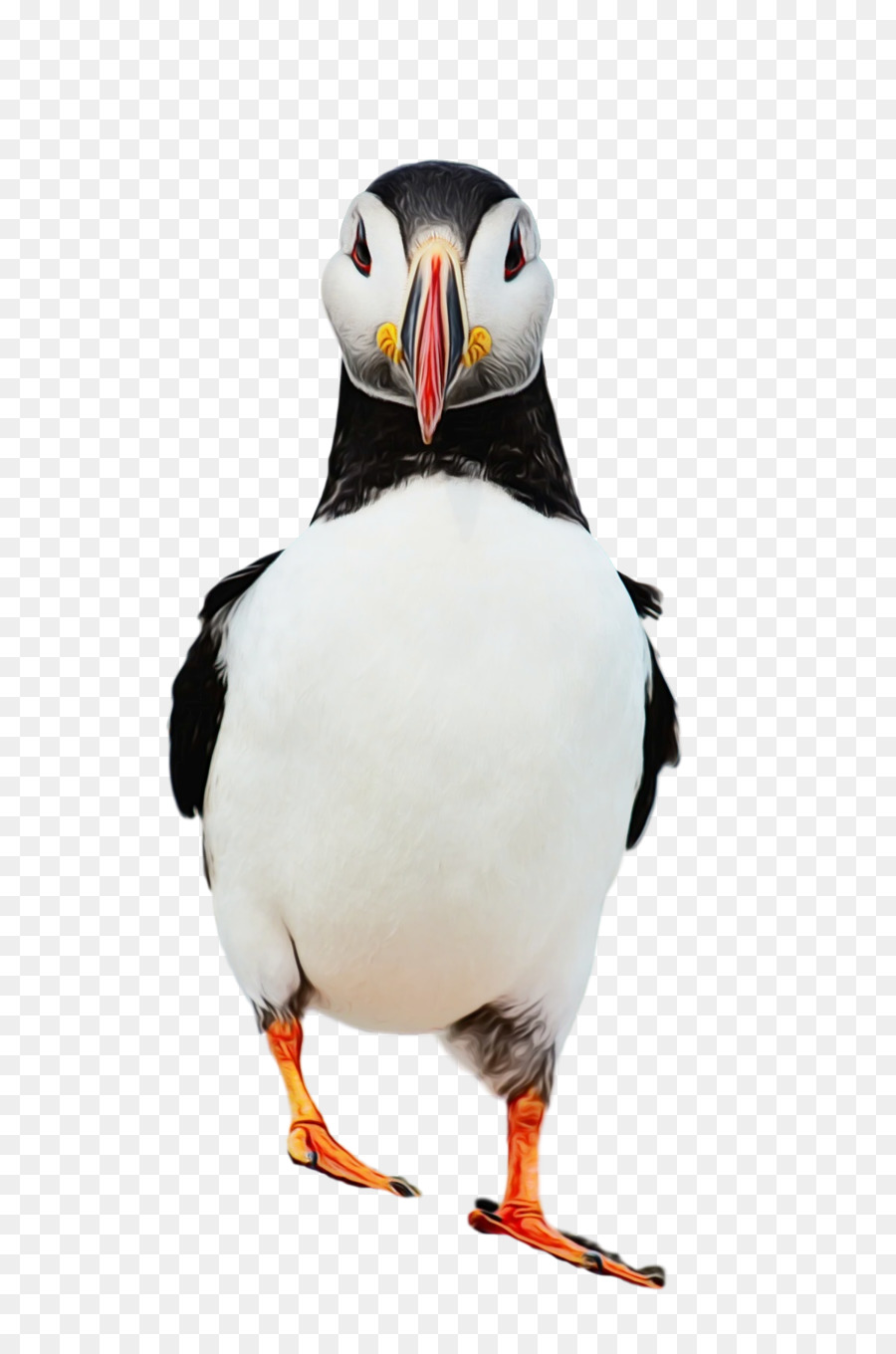 Puffins，Pássaros Costeiros PNG