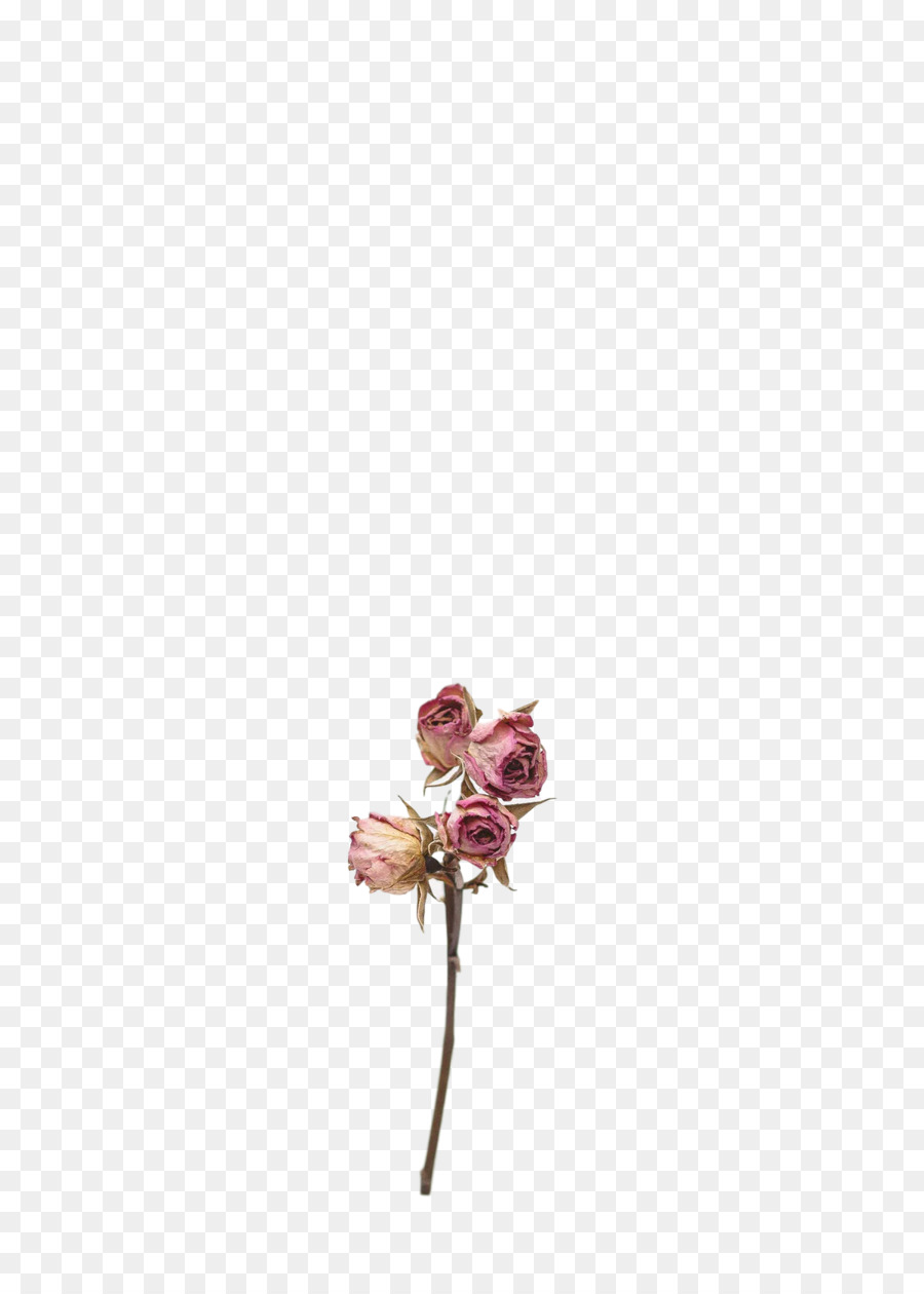 Planta De Haste，Flores De Corte PNG