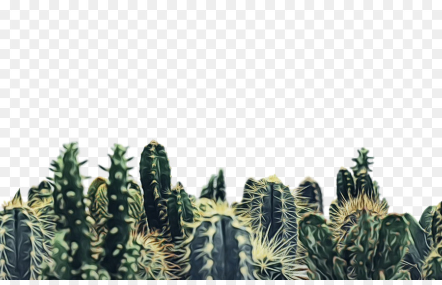 Plantas，Cactus PNG