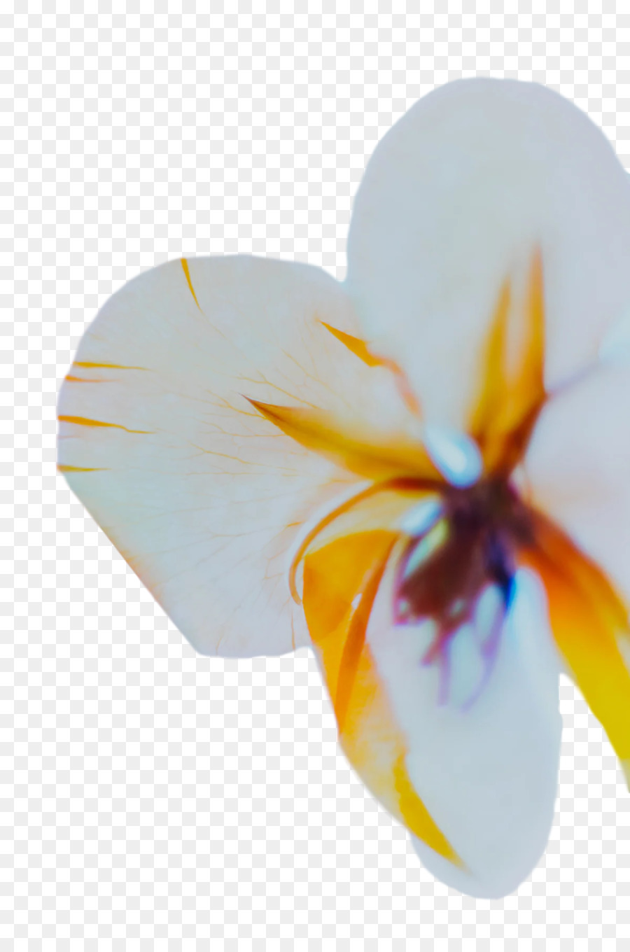 Iris Família，Traça Orquídeas PNG