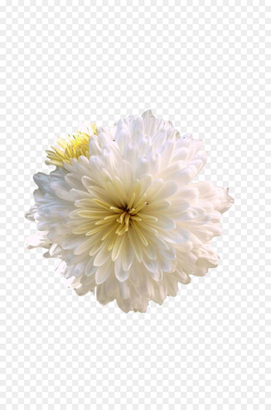 Crisântemo，Transvaal Daisy PNG