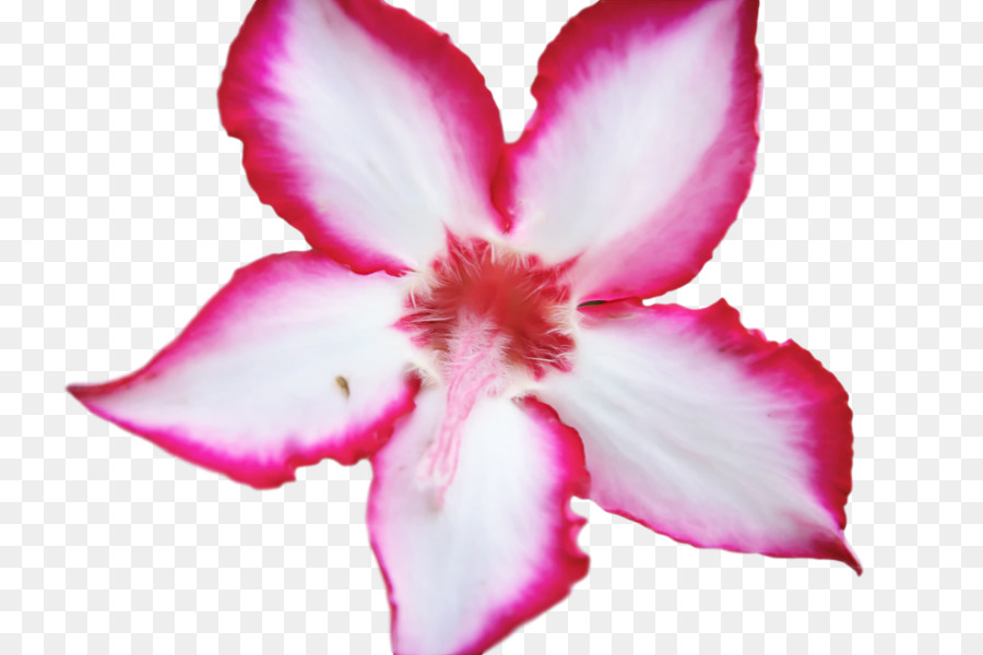 Flor，Família Rosa PNG