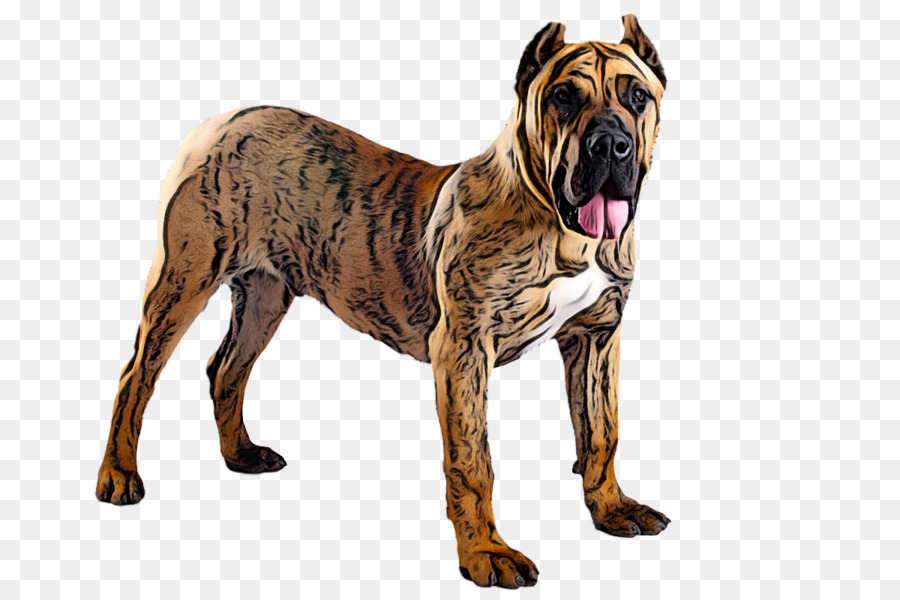 Boerboel，Focinho PNG