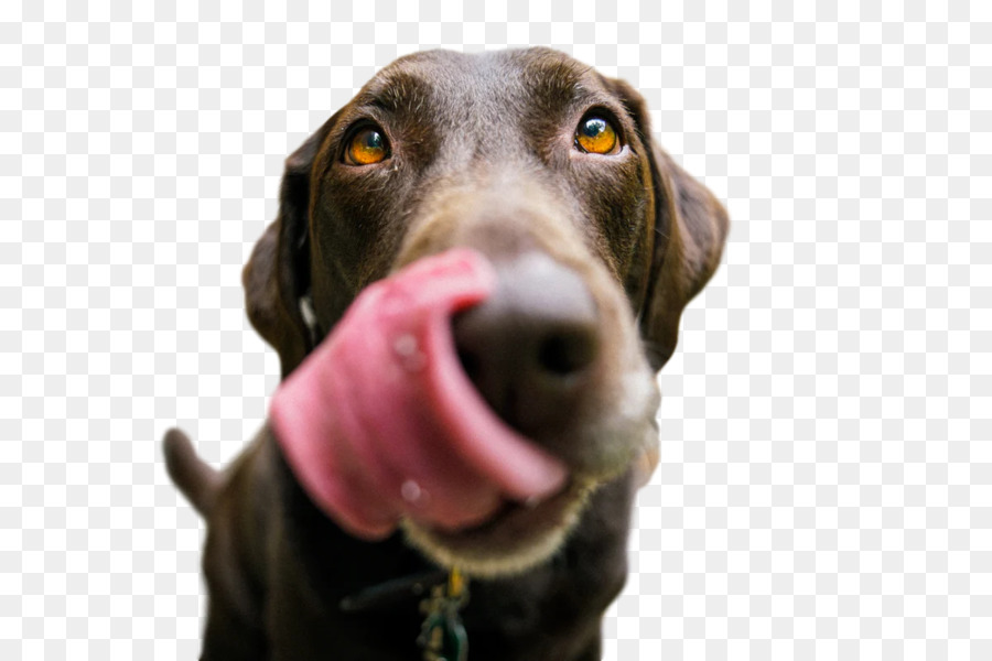 Labrador Retriever，Pomeraniano PNG