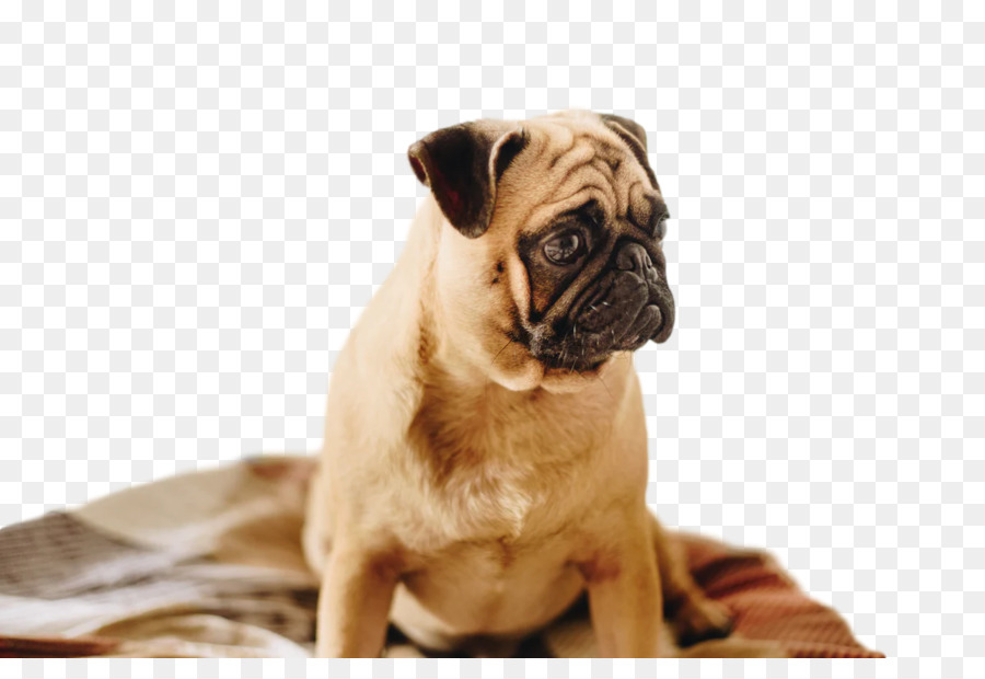 Pug，Focinho PNG