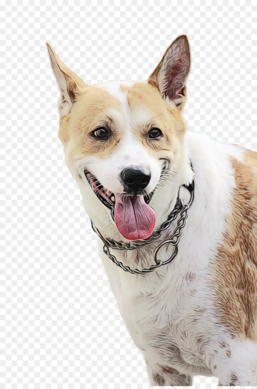 Canaã Cão，Focinho PNG