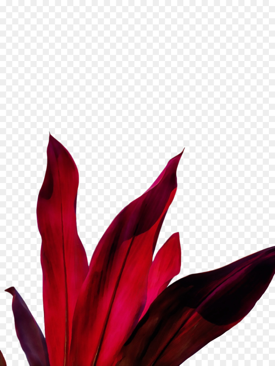 Flor Roxa，Florescer PNG