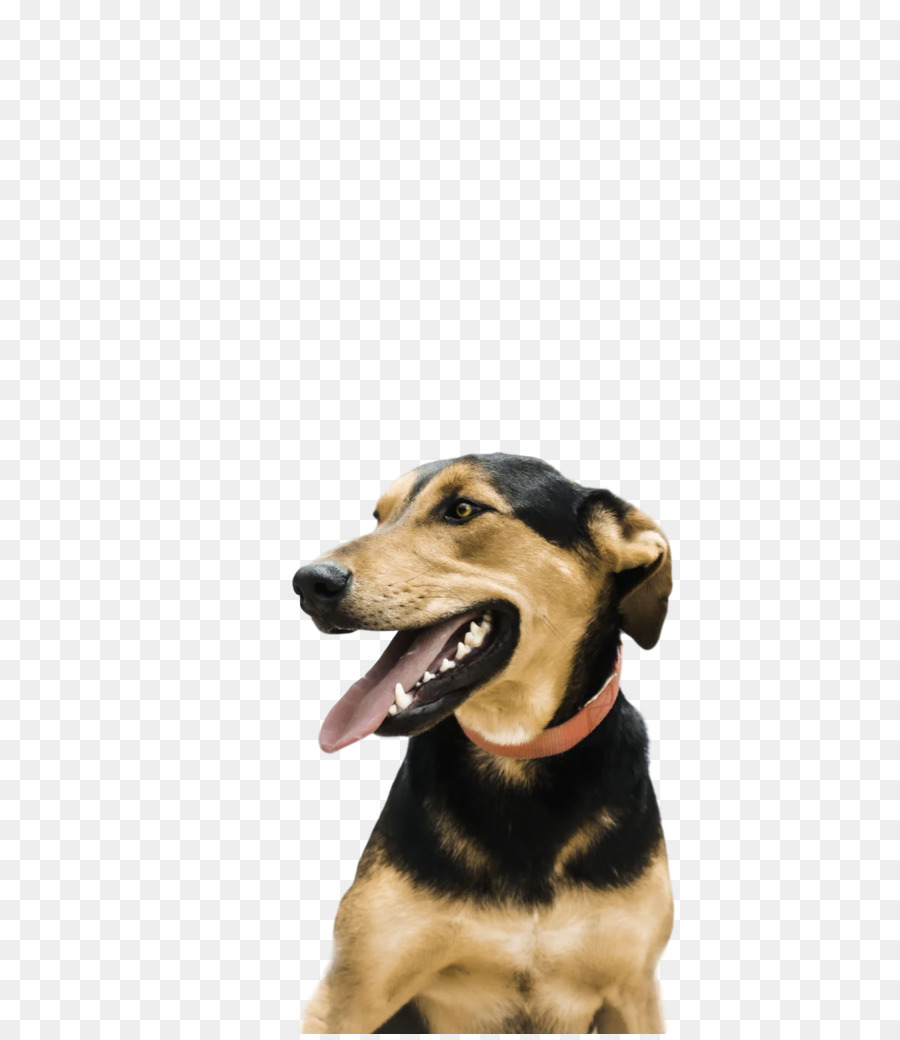 Cachorro，Filhote De Cachorro PNG