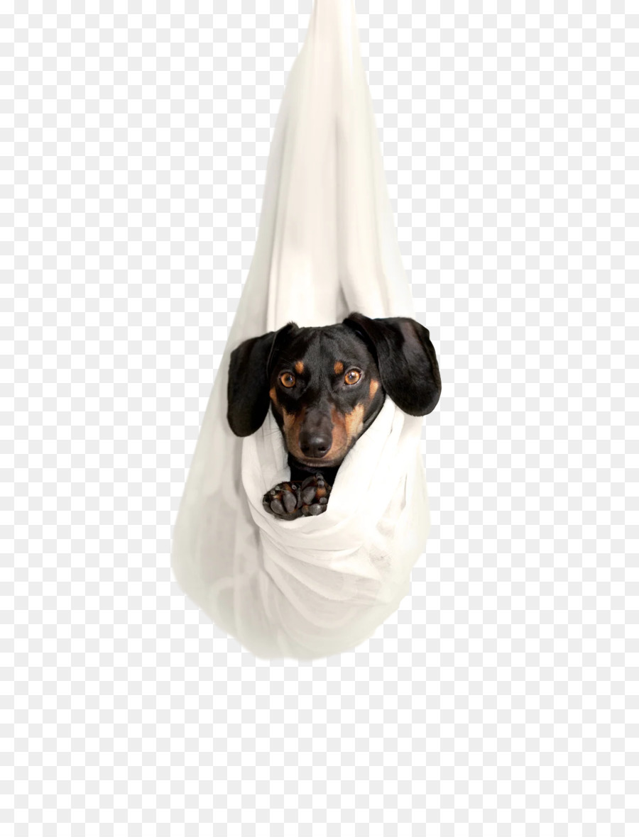 Cachorro，Focinho PNG