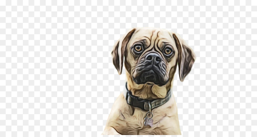 Bullmastiff，Pug PNG