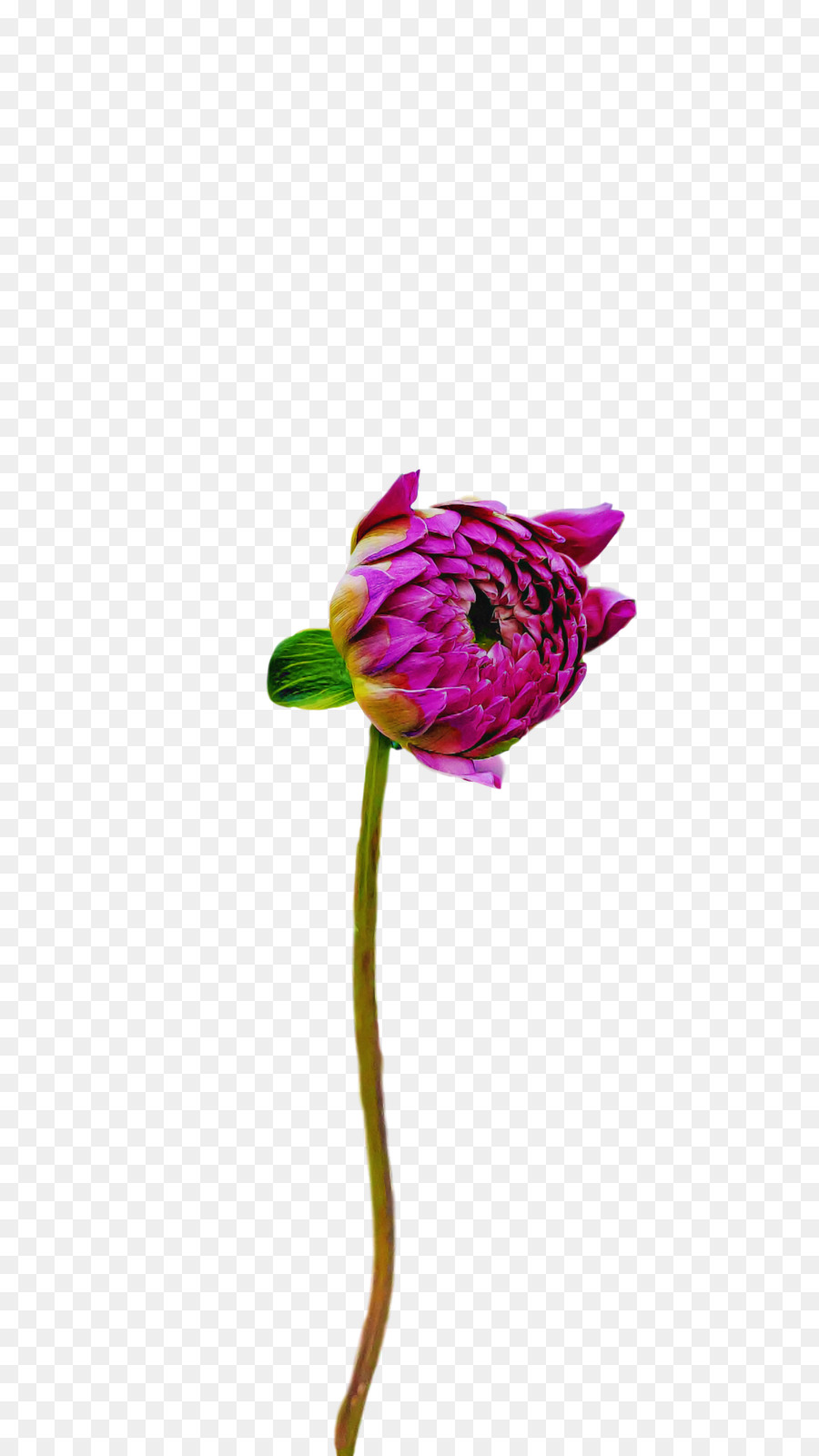 Planta De Haste，Flores De Corte PNG