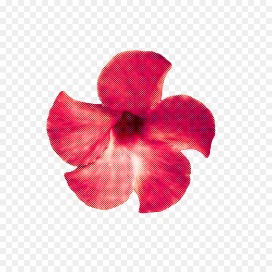 Hibiscus，Mallows PNG