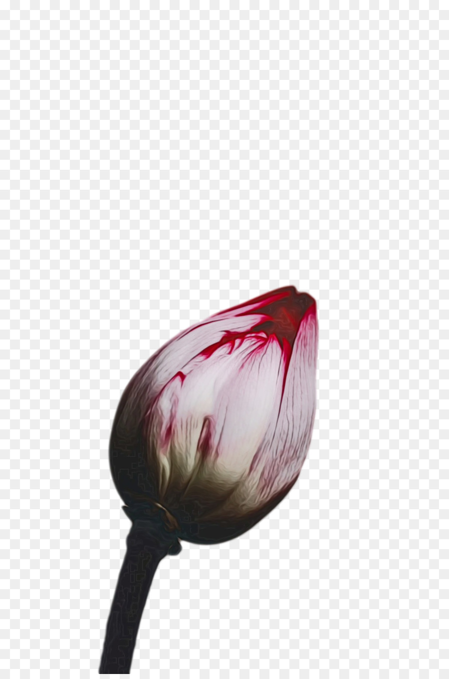 Botão De Lótus，Rosa PNG