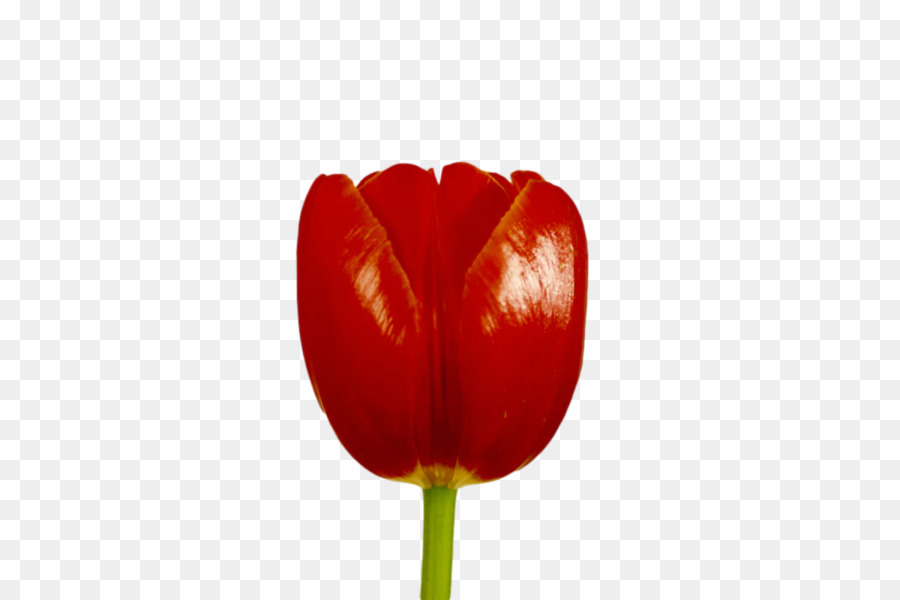 Caule Da Planta，Tulipa PNG