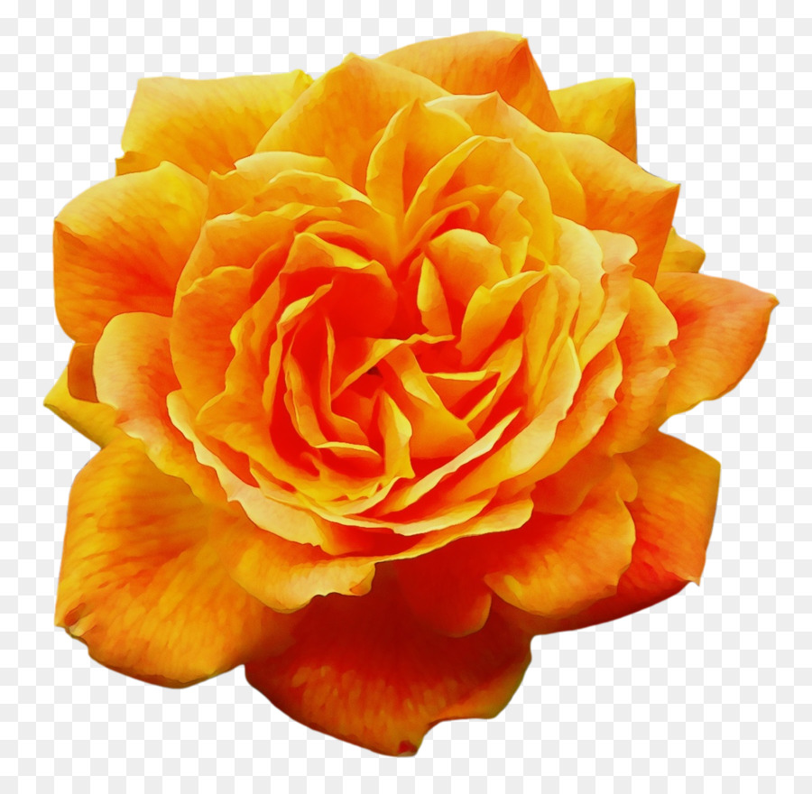 Cravo Laranja，Florescer PNG