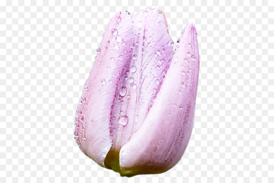 Tulipa Roxa，Florescer PNG