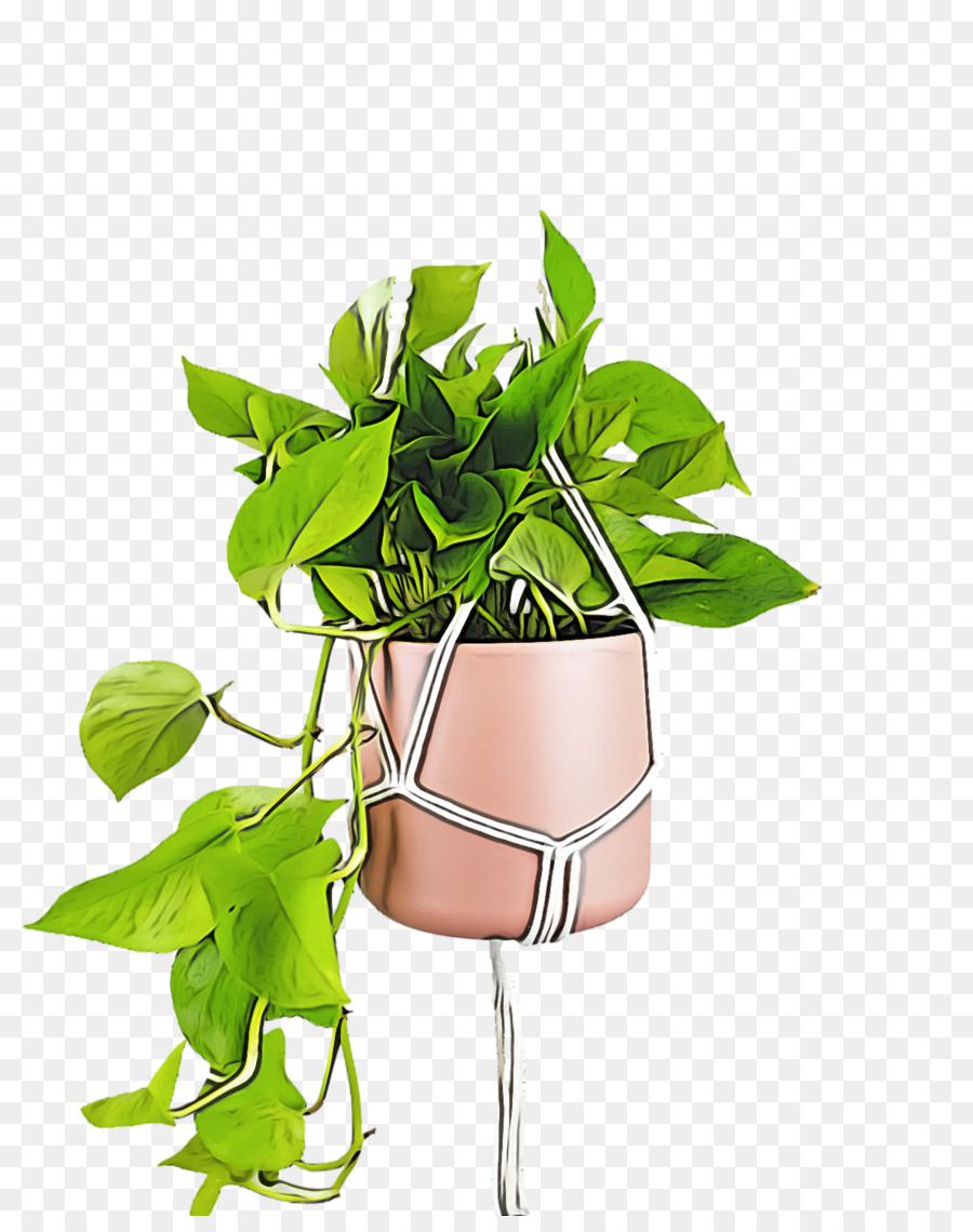 Planta Suspensa，Pote PNG