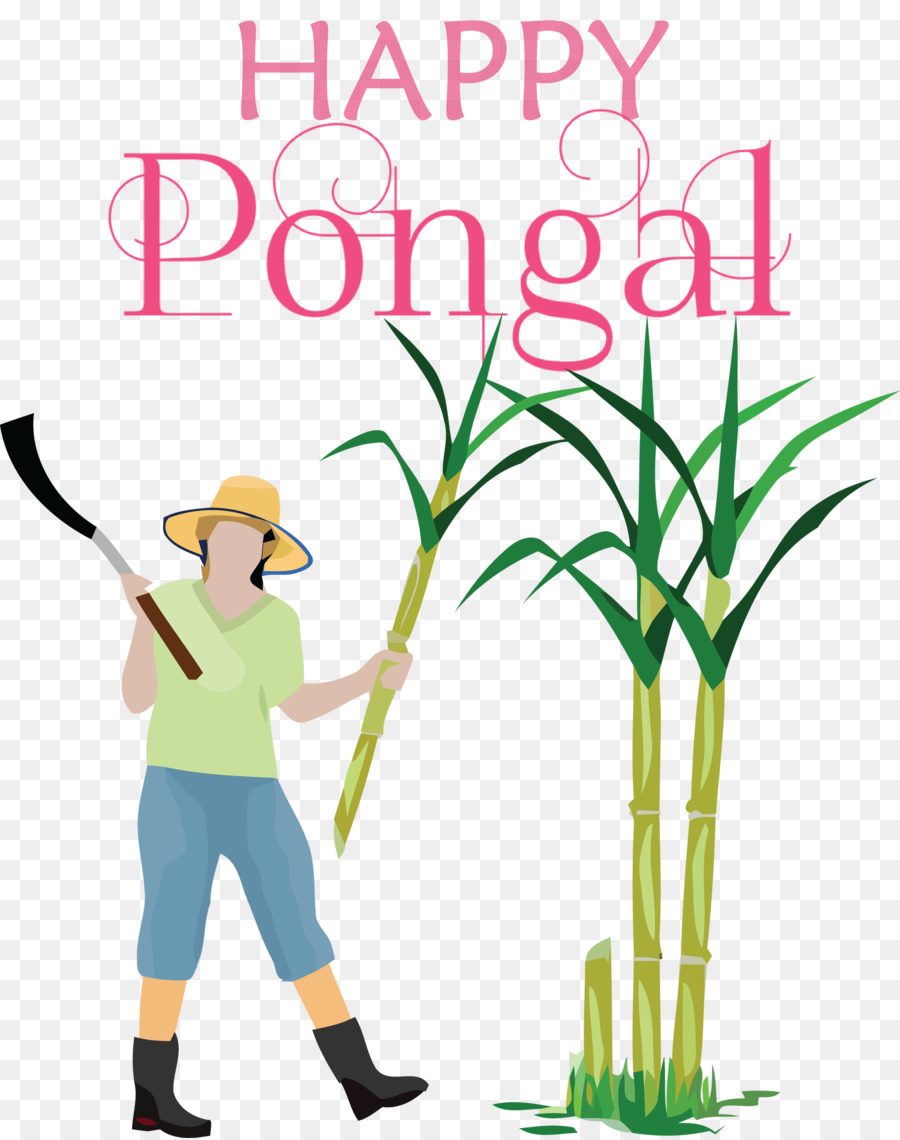 Sugarcane，Royaltyfree PNG