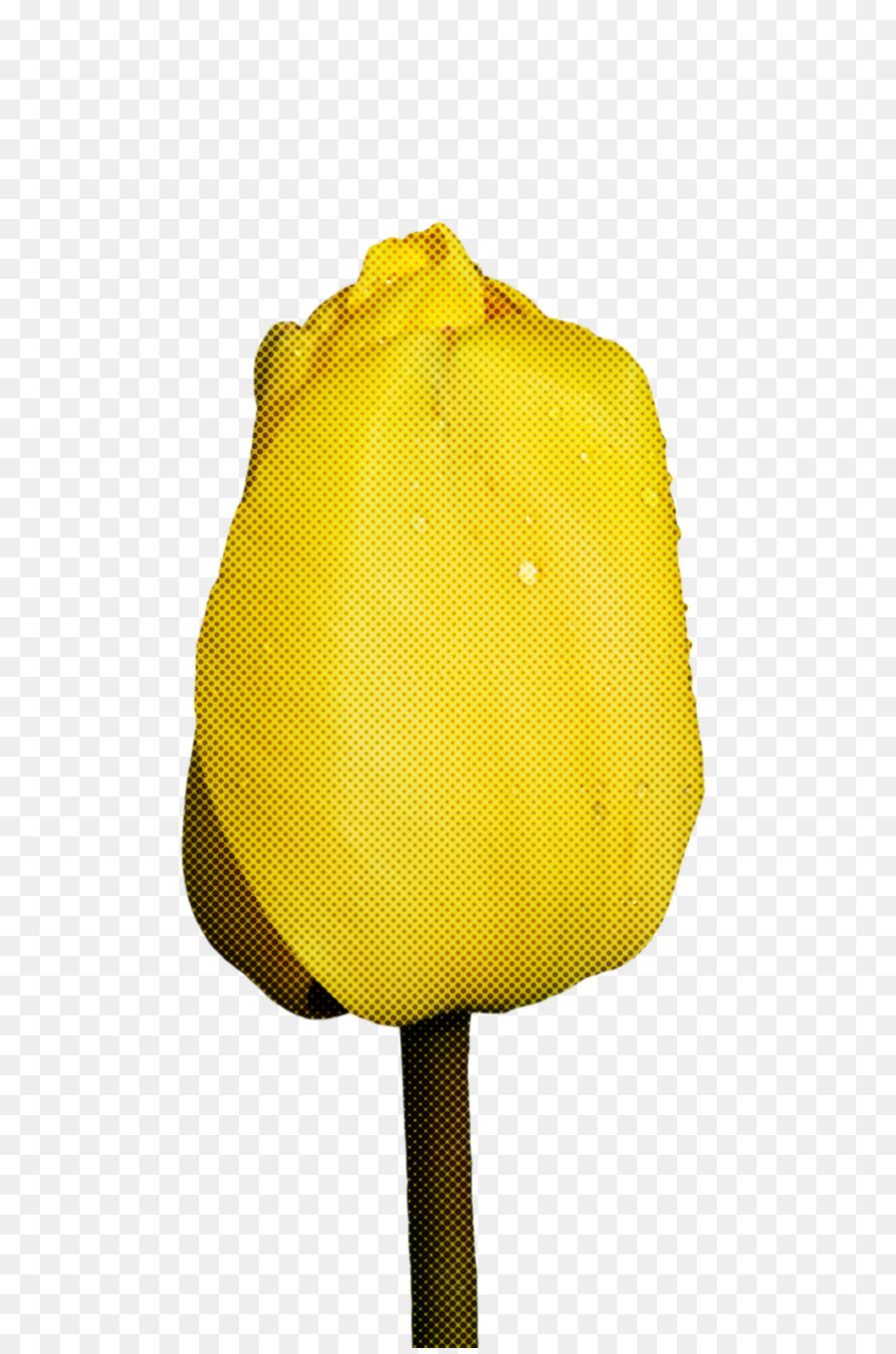 Flor，Tulip PNG