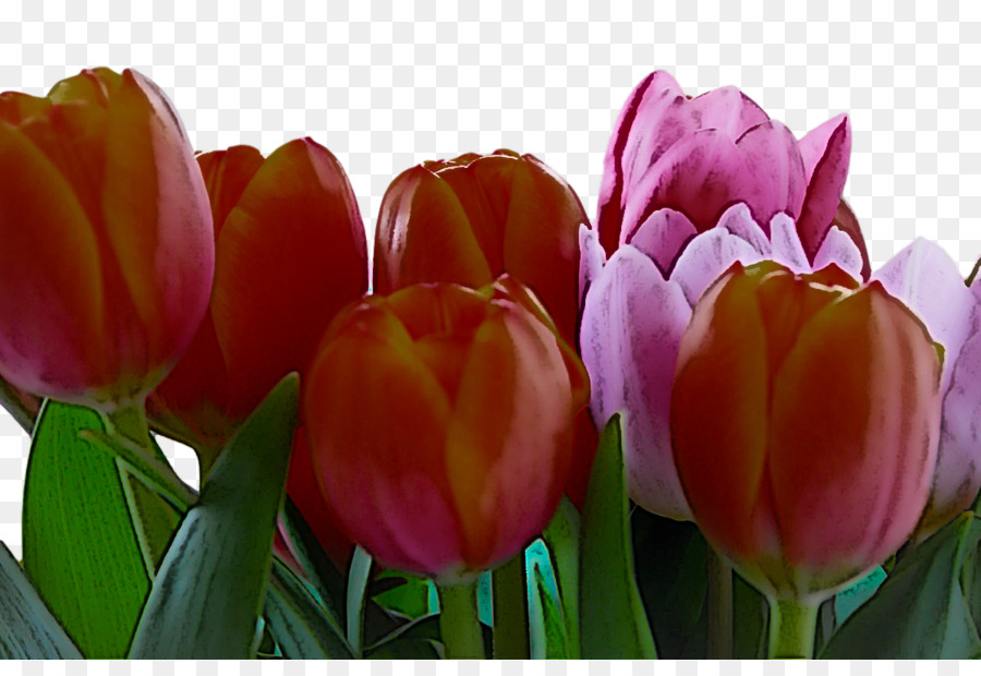 Tulipas，Vermelho PNG