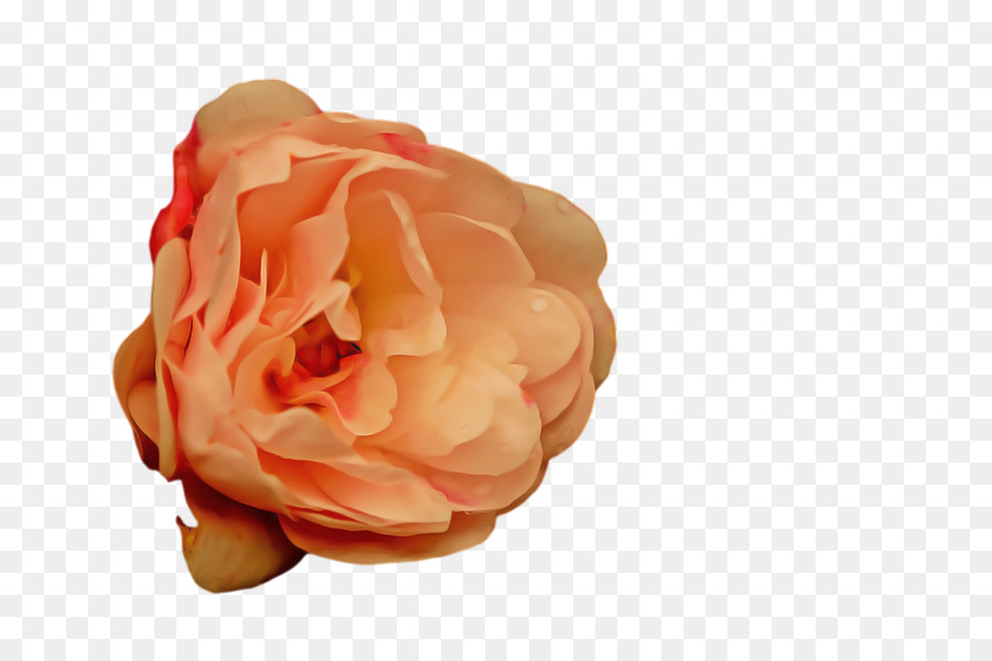 Rosa，Florescer PNG