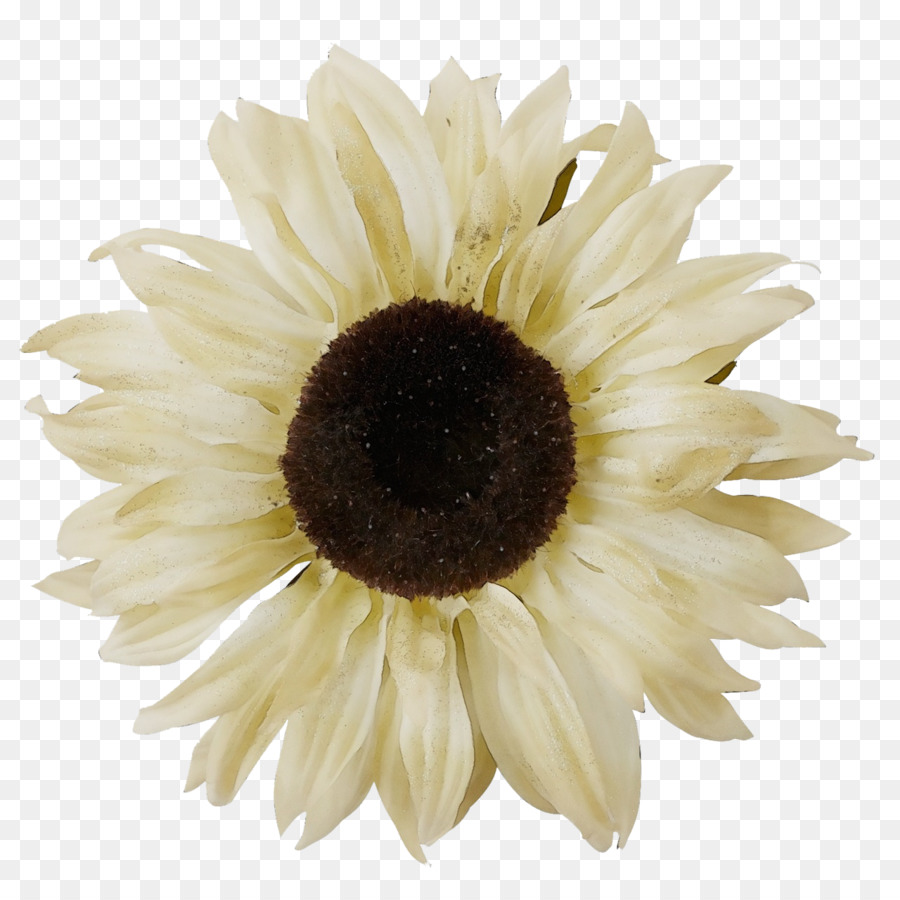 Transvaal Daisy，Semente De Girassol PNG