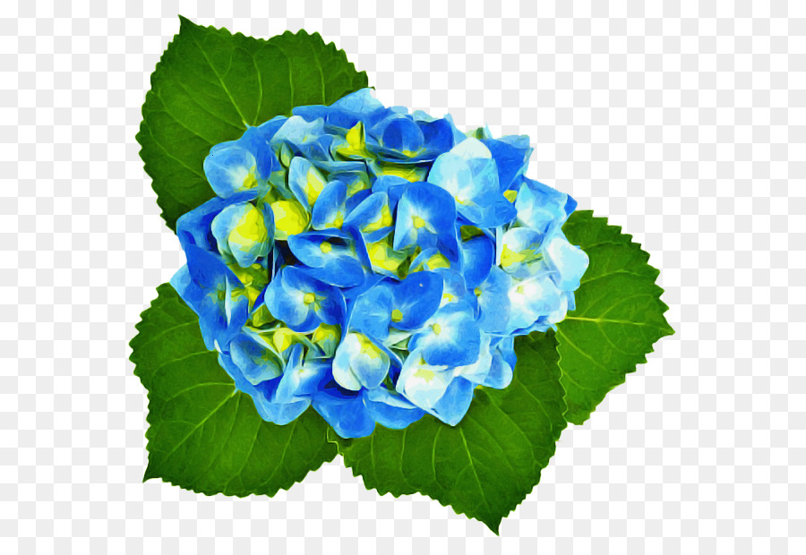 Hortênsia，Azul PNG