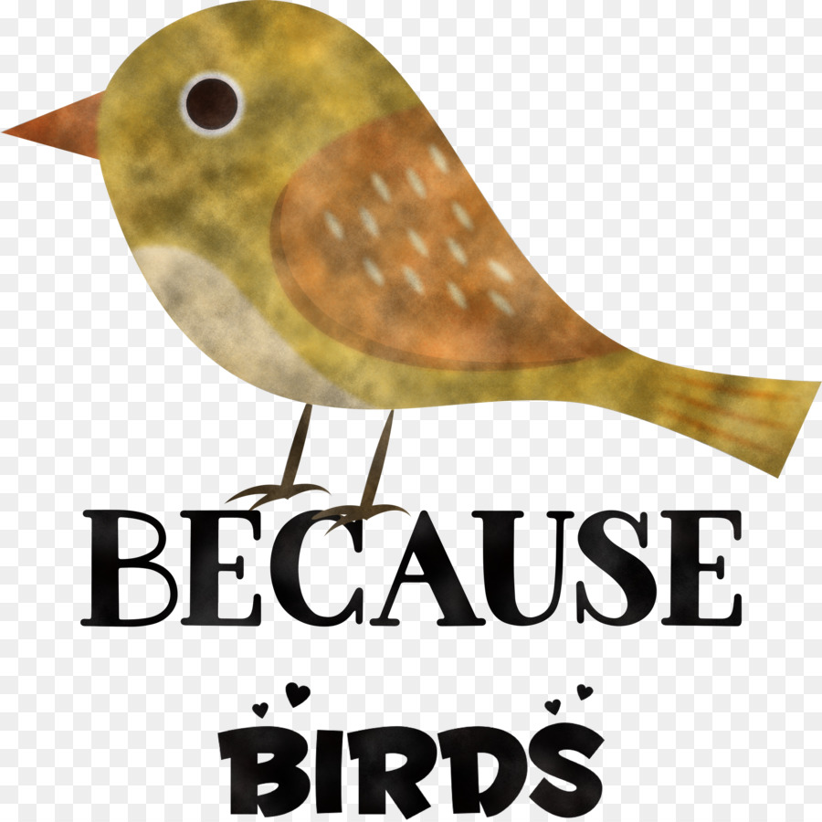 Aves，Bico PNG