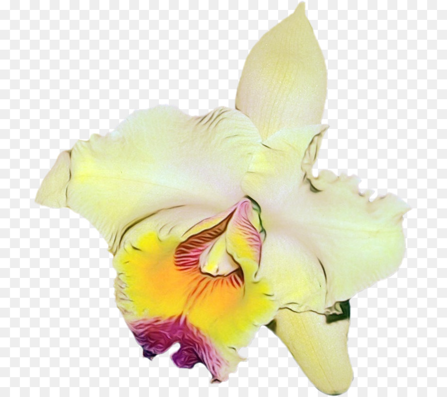 Flores De Corte，Gladiolus PNG