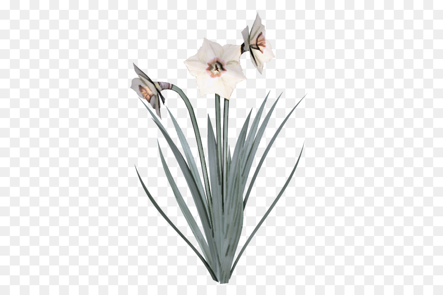 Selvagem Narciso，Bunchflowered Narciso PNG