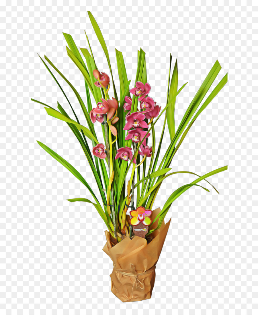 Cymbidium Ensifolium，Orquídeas PNG