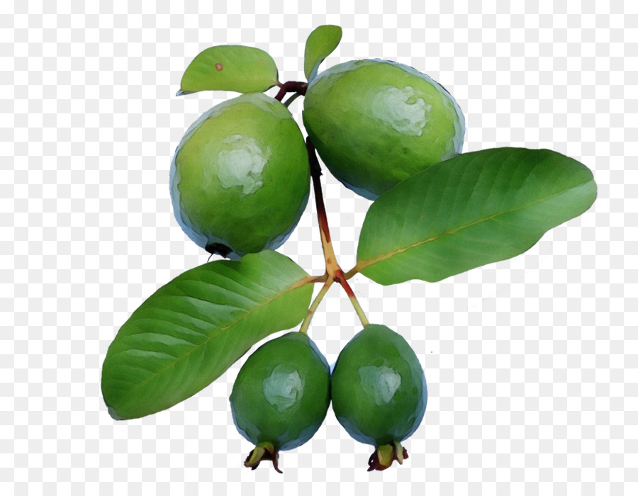 Feijoa，Frutas PNG