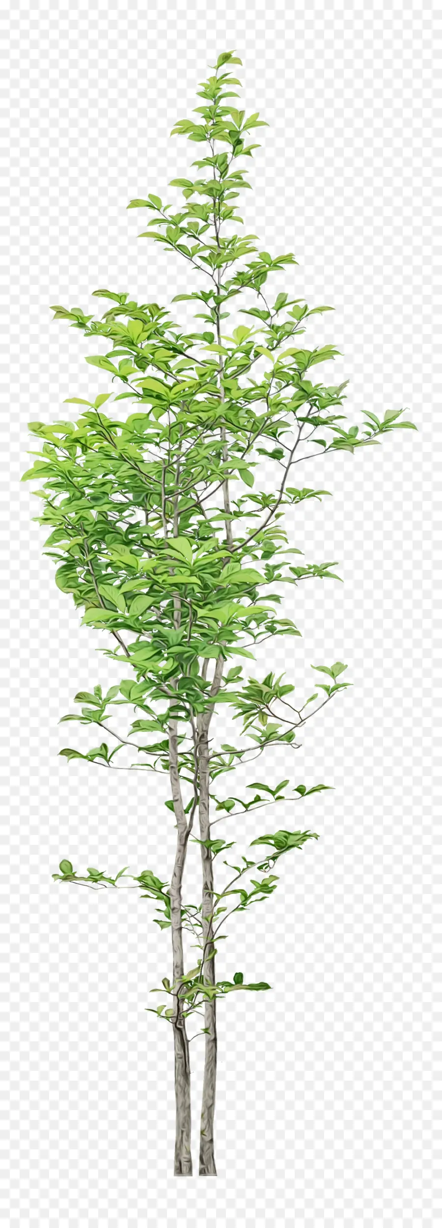 Planta De Haste，Larch PNG