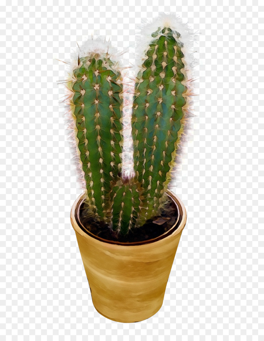 Triângulo De Cactus，Cactus PNG