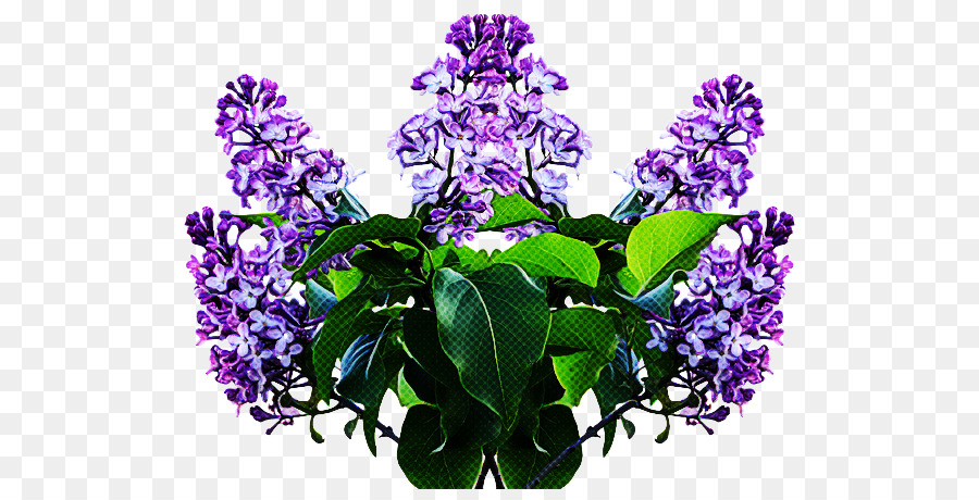 Comum Lilás，Flor PNG