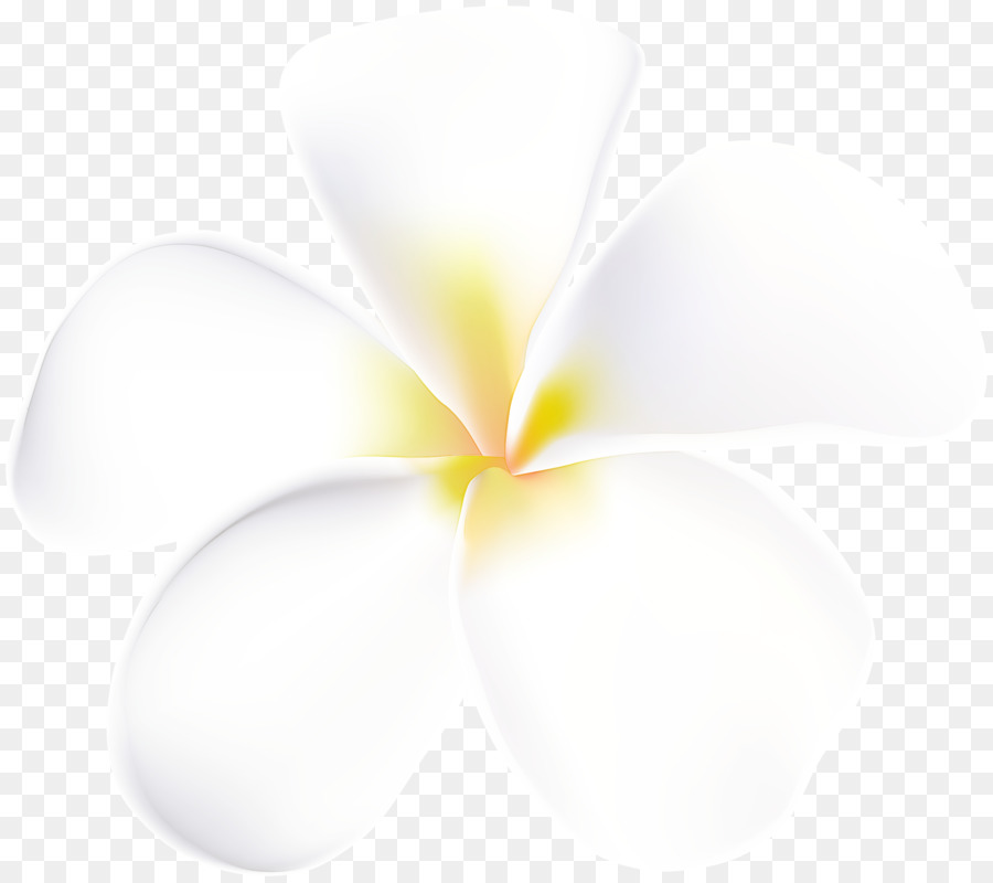 Flores De Pluméria，Florescer PNG