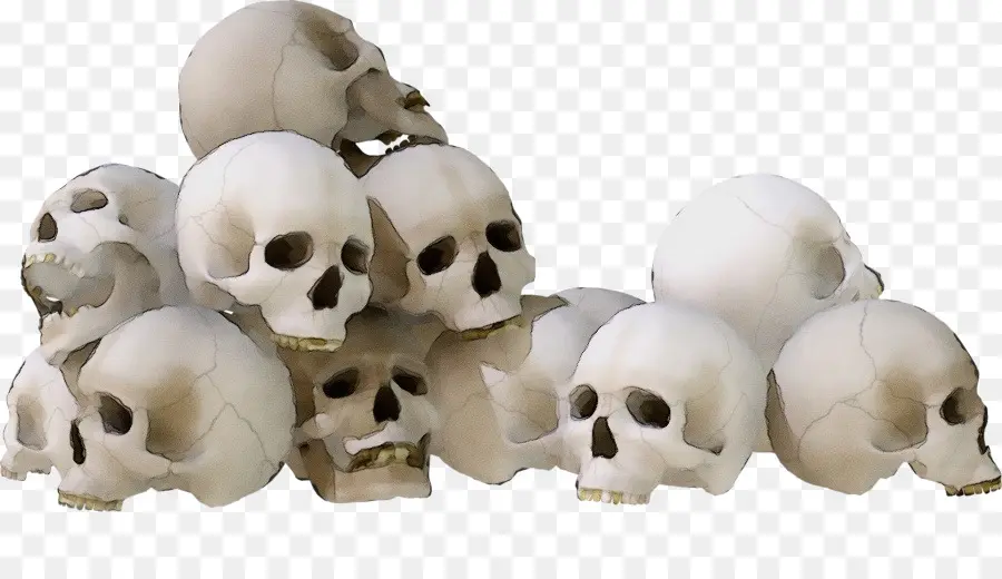 Focinho，Esqueleto PNG