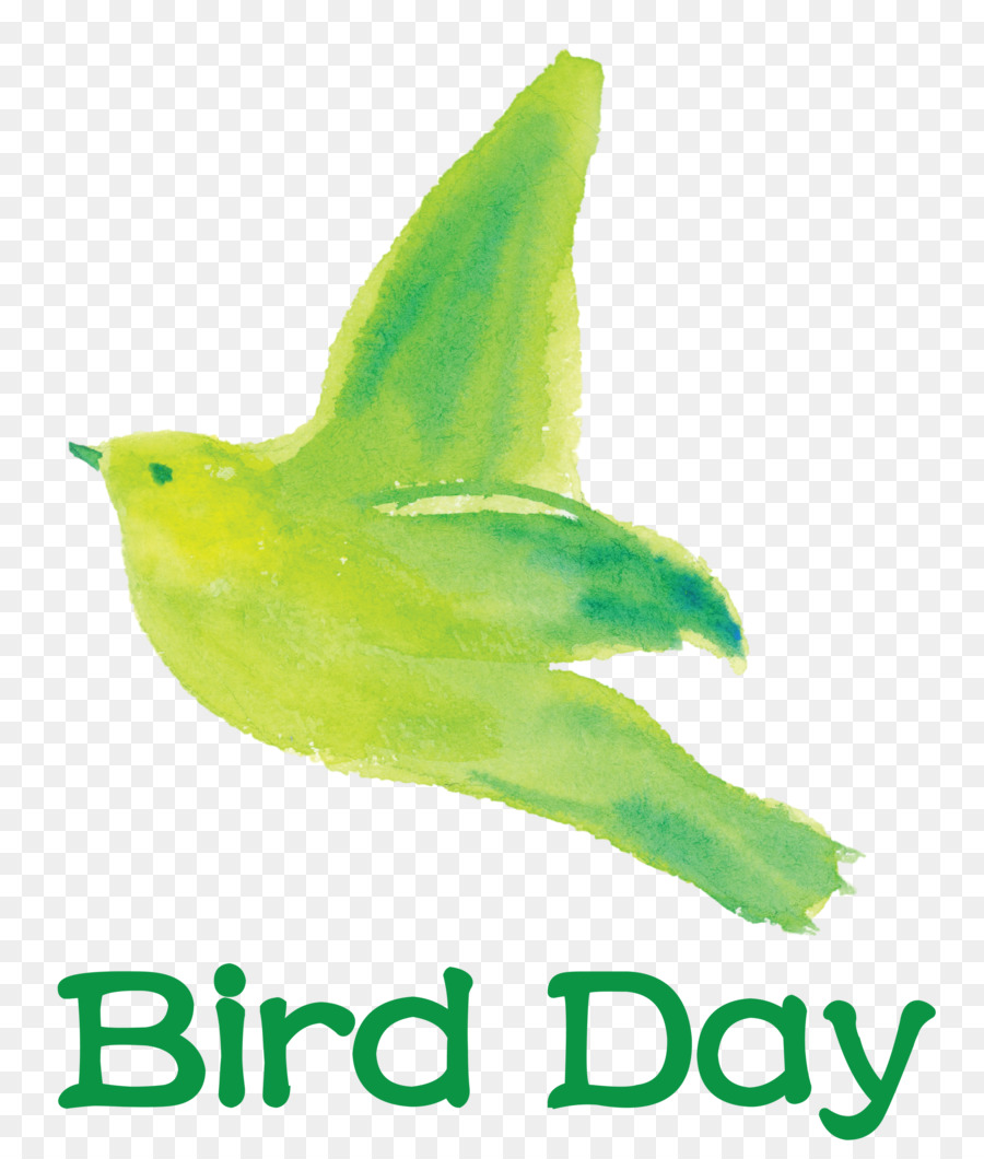 Aves，Bico PNG