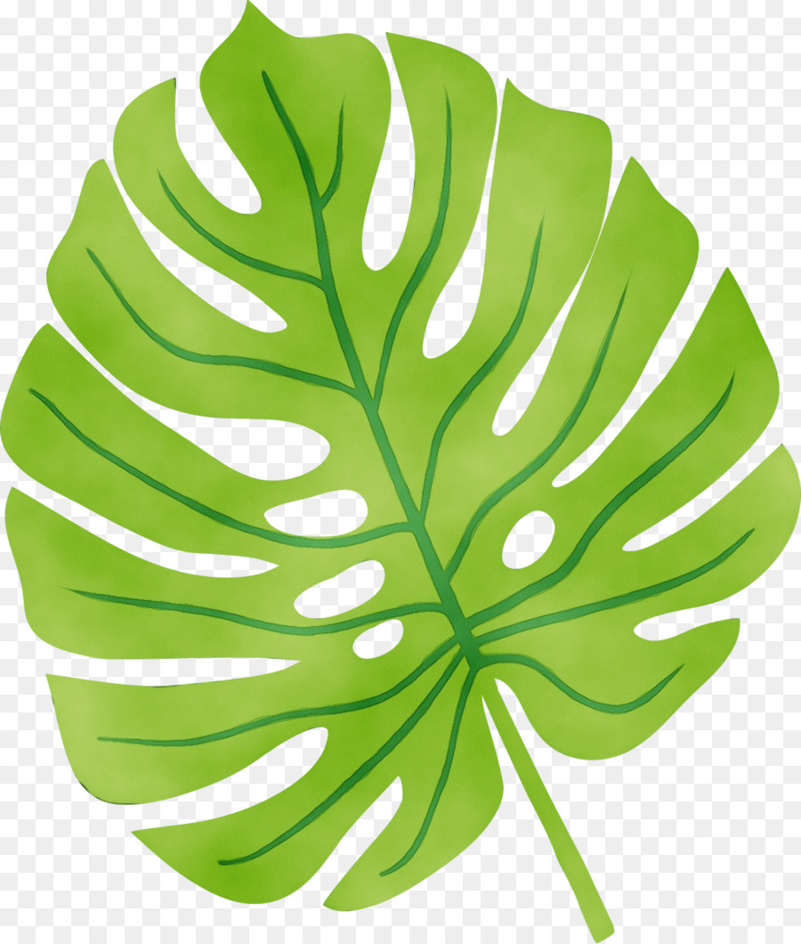 Planta Verde，Folhas PNG