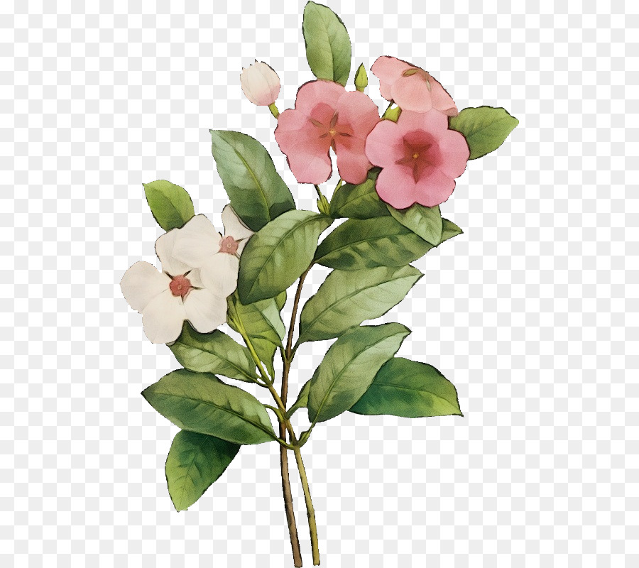 Flores Cor De Rosa，Folhas Verdes PNG