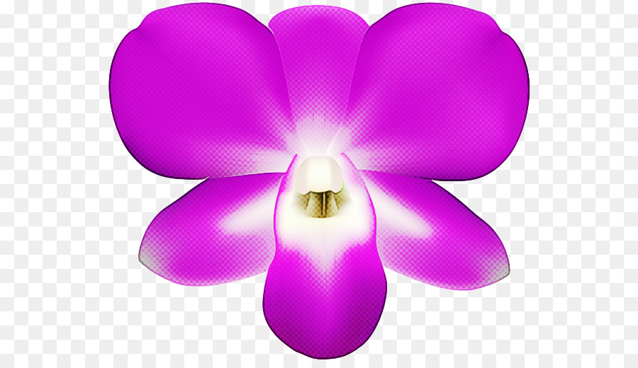 Traça Orquídeas，Violeta PNG