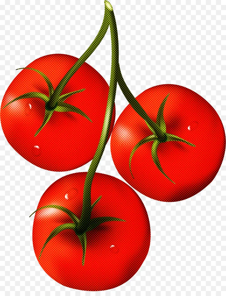 Bush Tomate，Tomates Cereja PNG