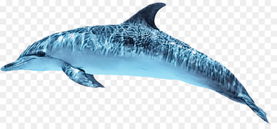 Dolphin，Roughtoothed Dolphin PNG