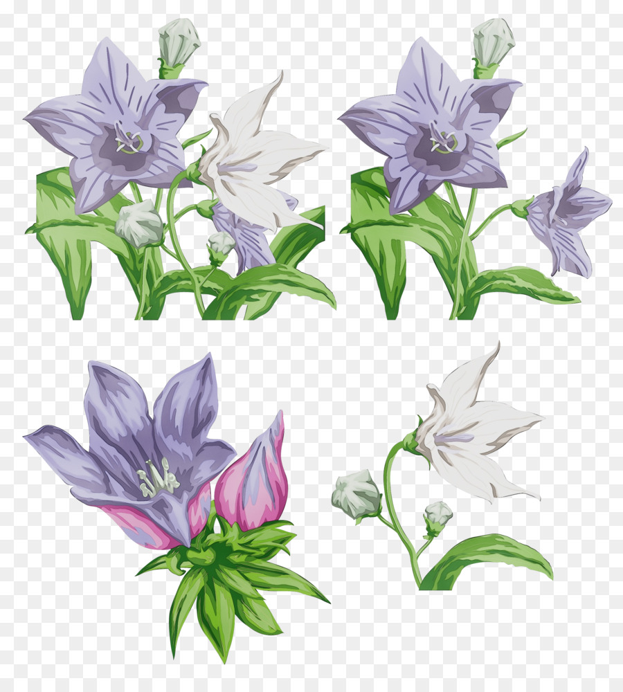 Flores Brancas，Lírio PNG