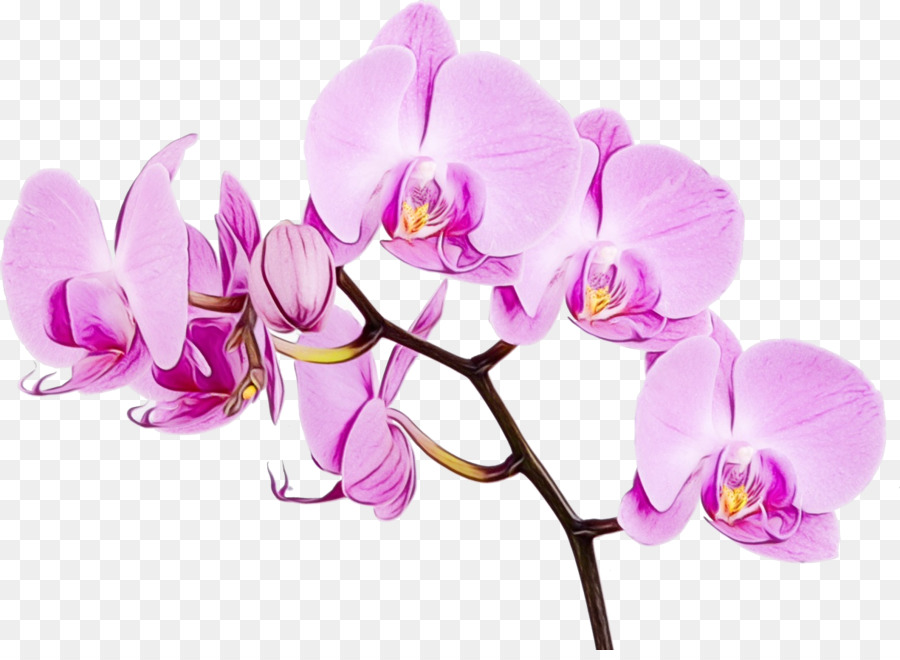 Traça Orquídeas，Orquídeas PNG