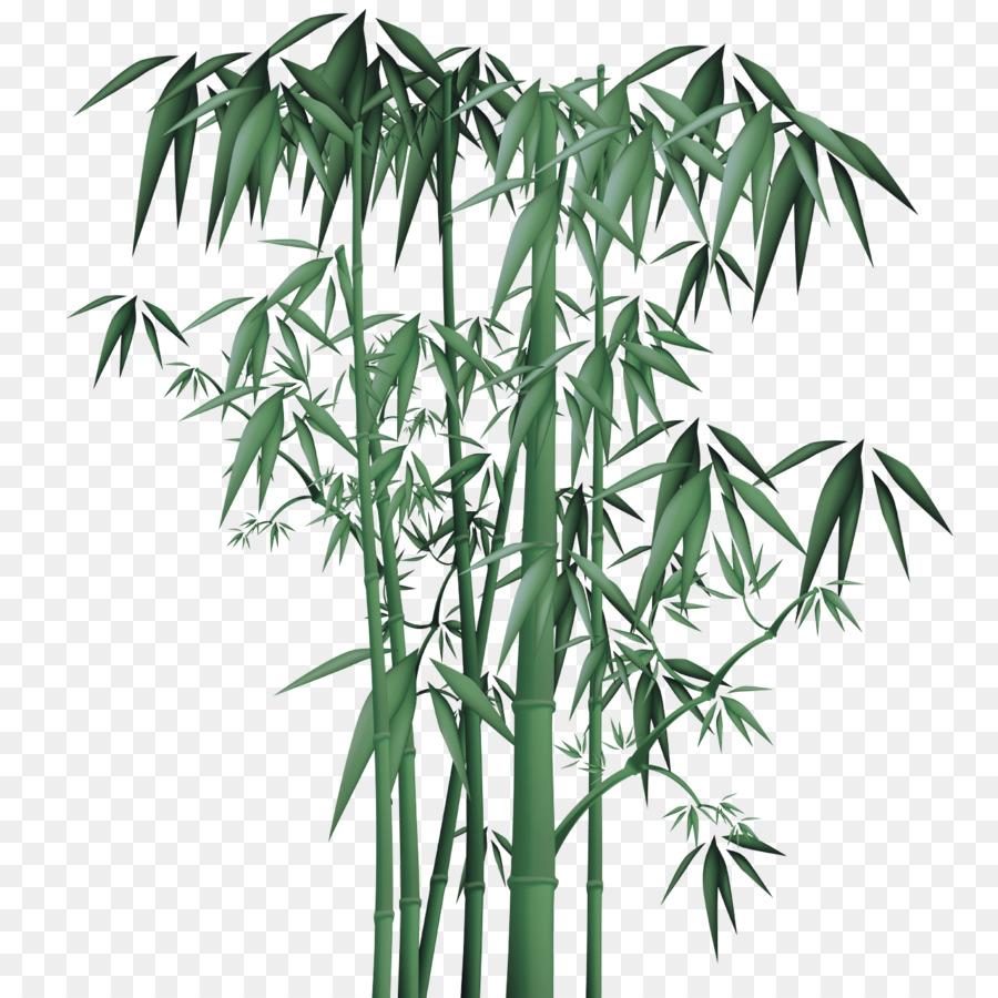 Planta De Haste，Bambu PNG