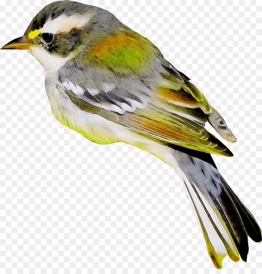 Aves，Tentilhões PNG