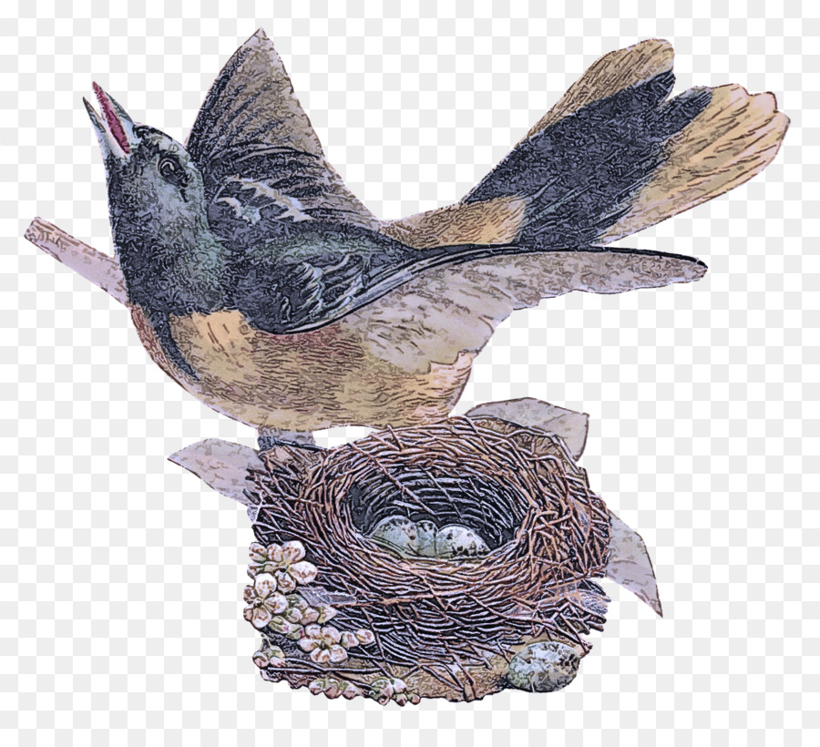 Aves，Carriças PNG